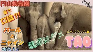 鼻口論か？【パール＆ニャイン】⚠心配した【タオ】がお尻から割り込んで止める🐘