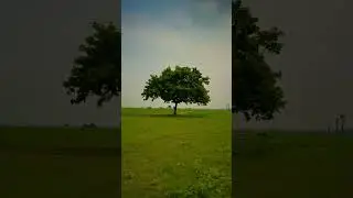 Hyper lapse | iPhone 13 | Middle object | Tree 🌳