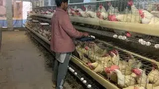 Raising Chickens For Eggs | Collecting Chicken Eggs | Food For Egg Laying Chicken | Part 29
