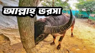খামারের গরু মহিষের আপডেট আর কিছু কথা || Purbasha Agro