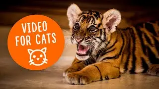 Cat TV Tiger Cubs For Cats To Watch And Play | High Action Wildlife Video For Indoor Cats
