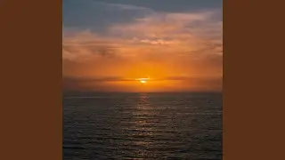 Sea Bird