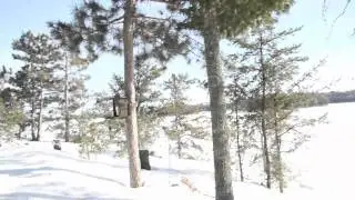 Green Cabin