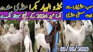 Tando Allahyar Bakra mandi | today update | Eid UL adha 2024 | Bakra Eid | date 03/08/2023