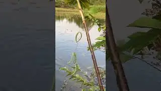 Hết gi&oacute; tui lại ra tay😆 #fishing #thaison #banca #fish #camping #c&aacute;phi