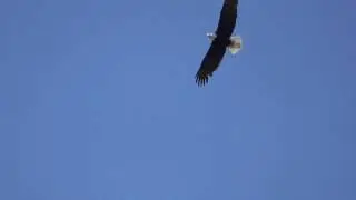 Bald Eagles