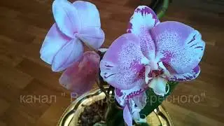 Моя первая орхидея.Делюсь своим опытом по уходу.//My first orchid.I share my experience in care.//
