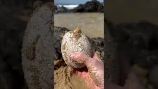 Crazy beach discovery!