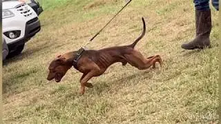 2019 adba apbt Confirmation show