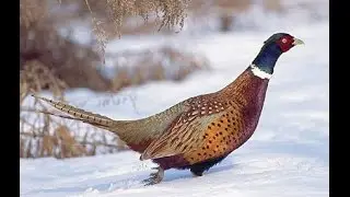 Алматы облысында қырғауыл аң аулау