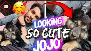 My Cute Puppy Jojo 😍 Ab Ye Bahut Shaitaan Ho Gaya 🐶🔥||@priyank4u09