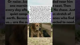 They said animals don't feel. Then the crow did this. #unexpectedfriendship #wholesome