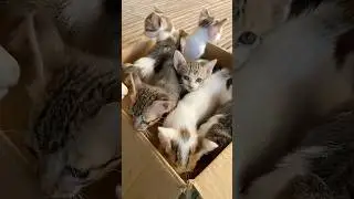 #cat #cats #cute #catvideos #catshorts #catai #ai #funny #love #pets #lovely #shorts #shortvideo