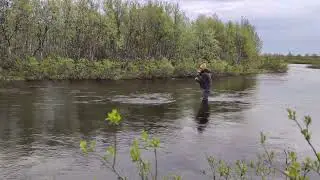Wild brown trout on dry fly. Kola Peninsula, summer 2023 // Кумжа на сухую муху, Кольский, 2023