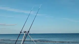 beach fishing studland, bass whiting and the first smoothound of the year