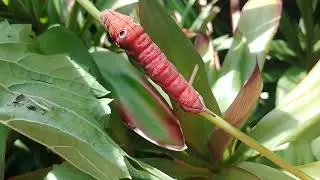 Swallowtail Caterpillar in Sydney, Australia. A super cute insect with big 🌈 eyes