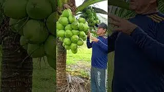 Produ&ccedil;&atilde;o de c&ocirc;co na rotina do s&iacute;tio 5 irm&atilde;os.🌴🌴