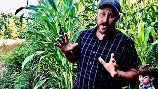 Corn grow techniques! Experiments on the farm!