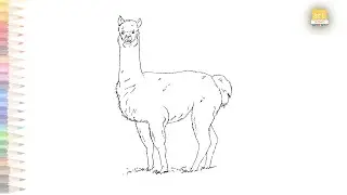 Alpaca full body drawing video | Alpaca easy sketches | How to draw Alpaca step by step