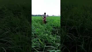 Technique To Control Rat in Paddy Field #shorts