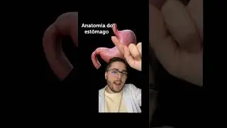 ANATOMIA DO SEU EST&Ocirc;MAGO! QUAIS S&Atilde;O OS ACIDENTES ANAT&Ocirc;MICOS DO EST&Ocirc;MAGO? #anatomiahumana