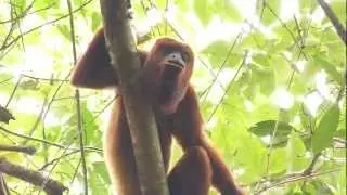 Araguato de Casanare (Alouatta seniculus)