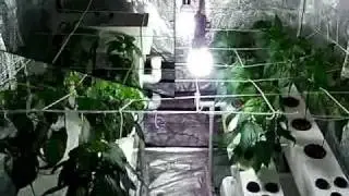 LED Fogponic VS Aeroponic Day 63