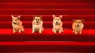 Happy Birthday To You ( Dog Bark Sound )