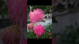 Such an unusual-looking flower | Random Videos