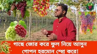 গাছের জোর করে ফুল নিয়ে আসুন হরমোন স্প্রে করে! 