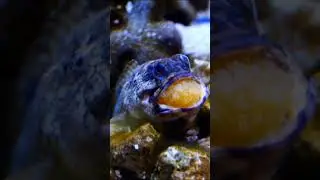 Yellow Head Jaw Fish #shorts #facts