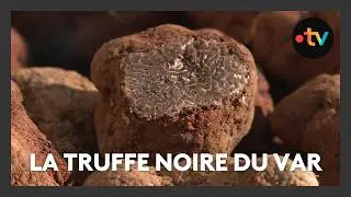 La culture de la truffe noire dans ce domaine familial du Var de 80 hectares