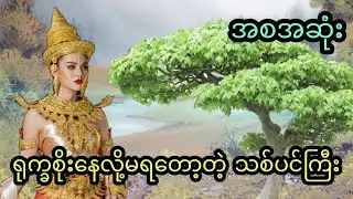 ရုက္ခစိုးနေလို့မရတော့တဲ့သစ်ပင်ကြီး ( အစအဆုံး) 