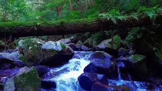 Nature's Canvas, River Soundscapes for Stress Relief and Sleep | sleep - relax - enjoy life - ASMR