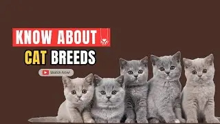 Know About Cat Breeds 🐾 Which Breed Is Yours?