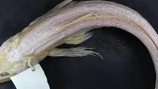 Meet a deep-sea fish: The deep-sea lizard fish