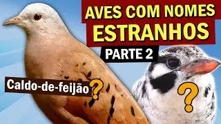 AVES com nomes ESTRANHOS (parte 2) Por que rolinha CALDO-DE-FEIJÃO? Galinha de índio? Tempera Viola?
