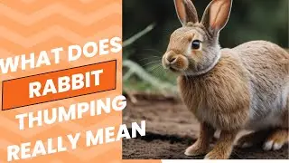 What Does Rabbit Thumping Really Mean?