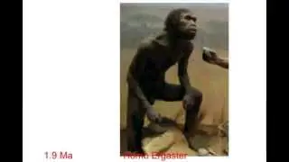 Evolution of Man