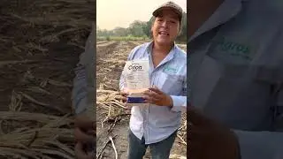 Aplicación de herbicidas preemergentes en caña de azúcar