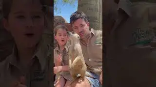 This is How we do it at Australia Zoo! #australia #zoo #funny #shorts #lipsync