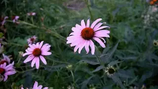 Early July Garden Tour 2025