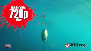 Amazing Water Wolf Camera Footage &ndash; BCF.