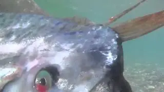 Oarfish Encounter