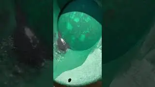 Gold Hog Raptor Flare #goldmine #goldprospecting #flourgold