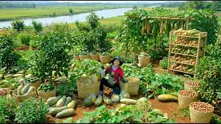Relax With Harvesting: Long Pumpkin, Avocados, Macadamia, Luffa, Mustard Greens, Water Spinach