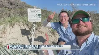 Georgia's first sea turtle nest of 2025 season confirmed