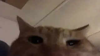 cat videos my best friend and i send to each other