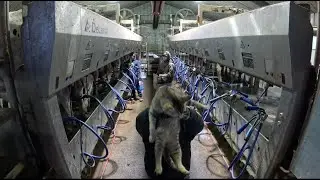 Лучшее видео о доении на YouTube!
