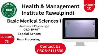 AHS || All || Anatomy & Physiology || Special Senses || Brain Processing